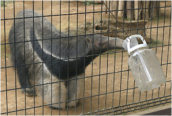 anteater using his tongue to get the remnants of something he clearly liked in these clear jars
