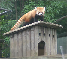 red panda, the star of ueno zoo