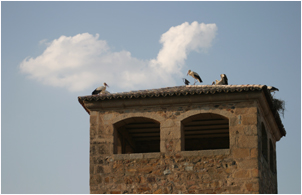 storks on rooftops at the ciudad monumental in caceres