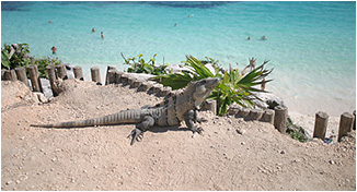 iguana basking in the sunlight at tulum