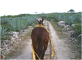 we were pulled by a mule on mini train tracks through fields and fields of henequen